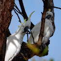 Sulphur Crested Cockatoo