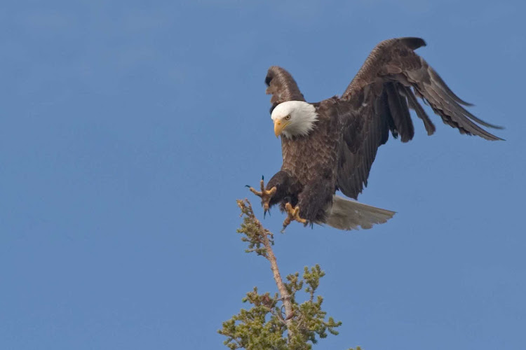 A protected eagle landing safely in Cape St. Mary's Ecological Reserve, Avalon, Newfoundland.