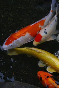 Koi Fish Wallpapers(圖4)-速報App