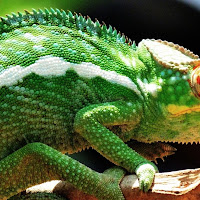 green chameleon di 