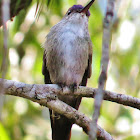 Azure-crowned hummingbird