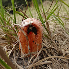 Column Stinkhorn