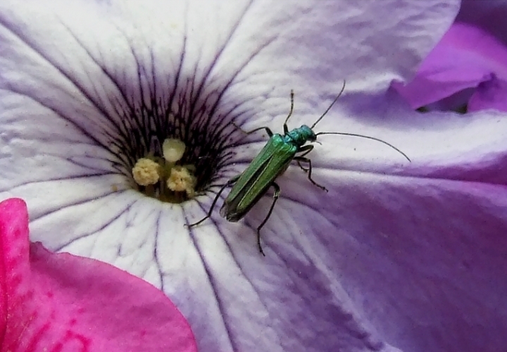 Oedemera nobilis di Angela1964