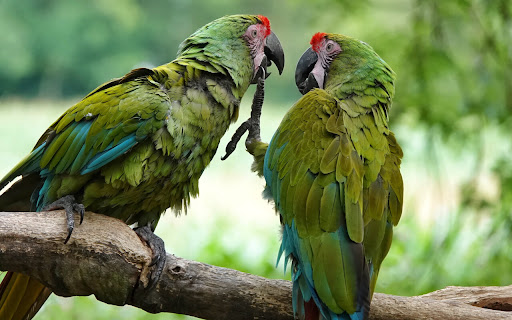 Vibrant Macaws Share a Moment in Lush screenshot 2