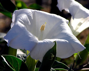 Datura bieluń biały kwiat 