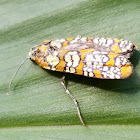 Alianthus webworm moth