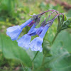 Virginia Bluebell