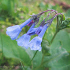 Virginia Bluebell