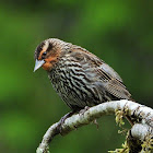 Red-winged blackbird (female)