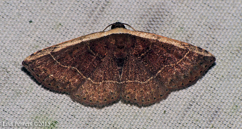 White Edge Moth