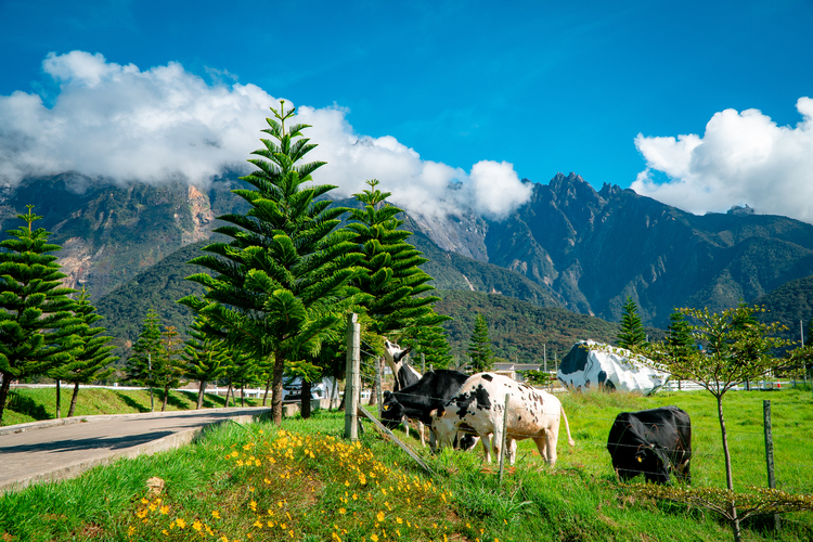 Things To Do in Kota Kinabalu Desa Cattle Dairy Farm