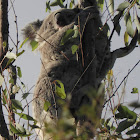 Northern/Queensland Koala