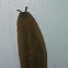 Florida leatherleaf slug