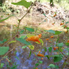 Orange Jewelweed