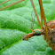 Black-striped Cranefly