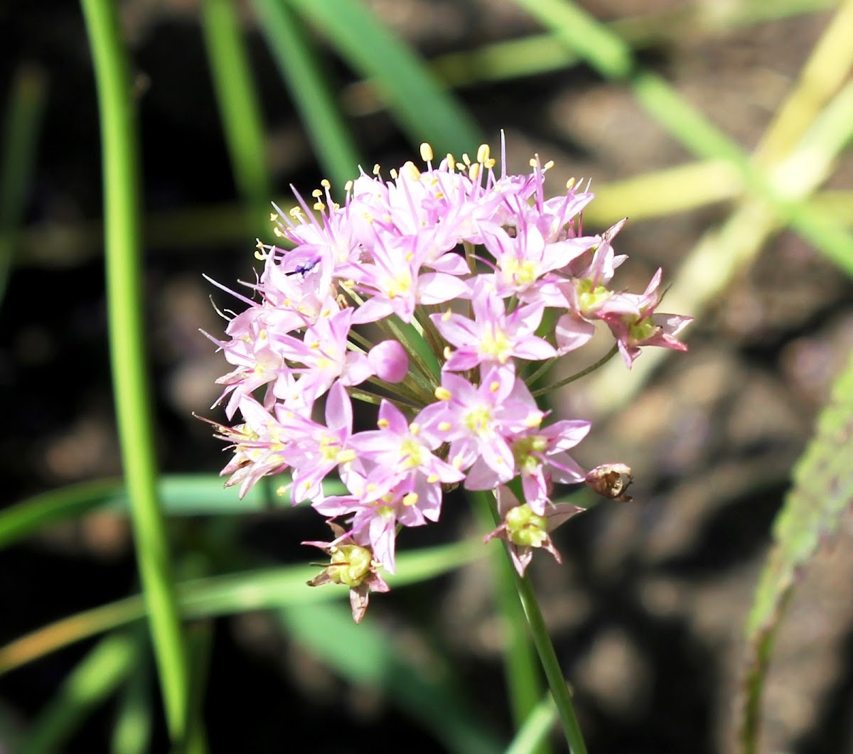 Prairie Onion