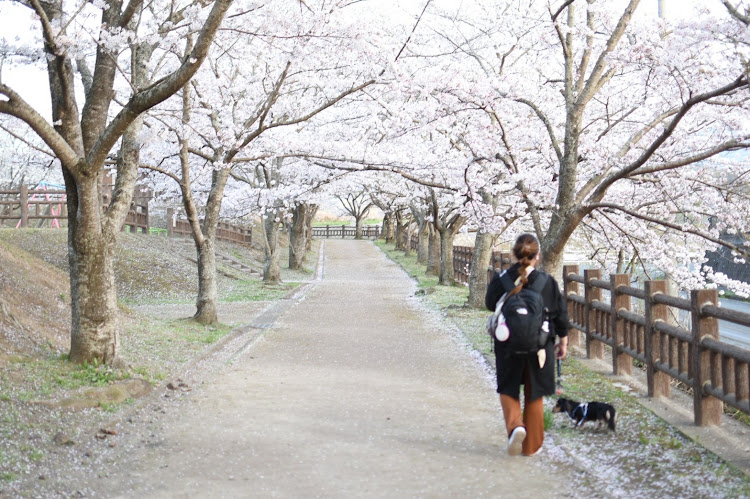 クラウンロイヤルのサクラと愛車・桜とダックス・一眼レフカメラ・桜並木道で撮影会・#ゆりやチャンネルに関するカスタム事例の投稿画像6枚目
