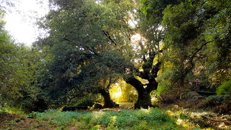 Nel verde di ytse_jam