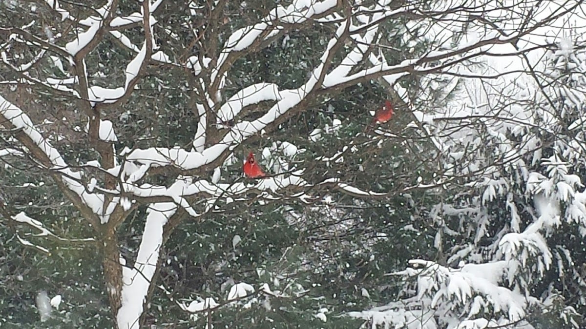 Northern Cardinal