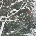 Northern Cardinal