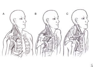 2014-07-29-00-52-40_shoulder-protraction-drawing-jpg.jpeg