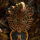 ornamental tree trunk spider