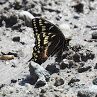 Palamedes Swallowtail