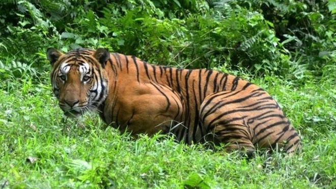 India is now estimated to be home to 70% of the world's tigers