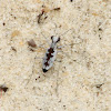 Moustached Tiger Beetle