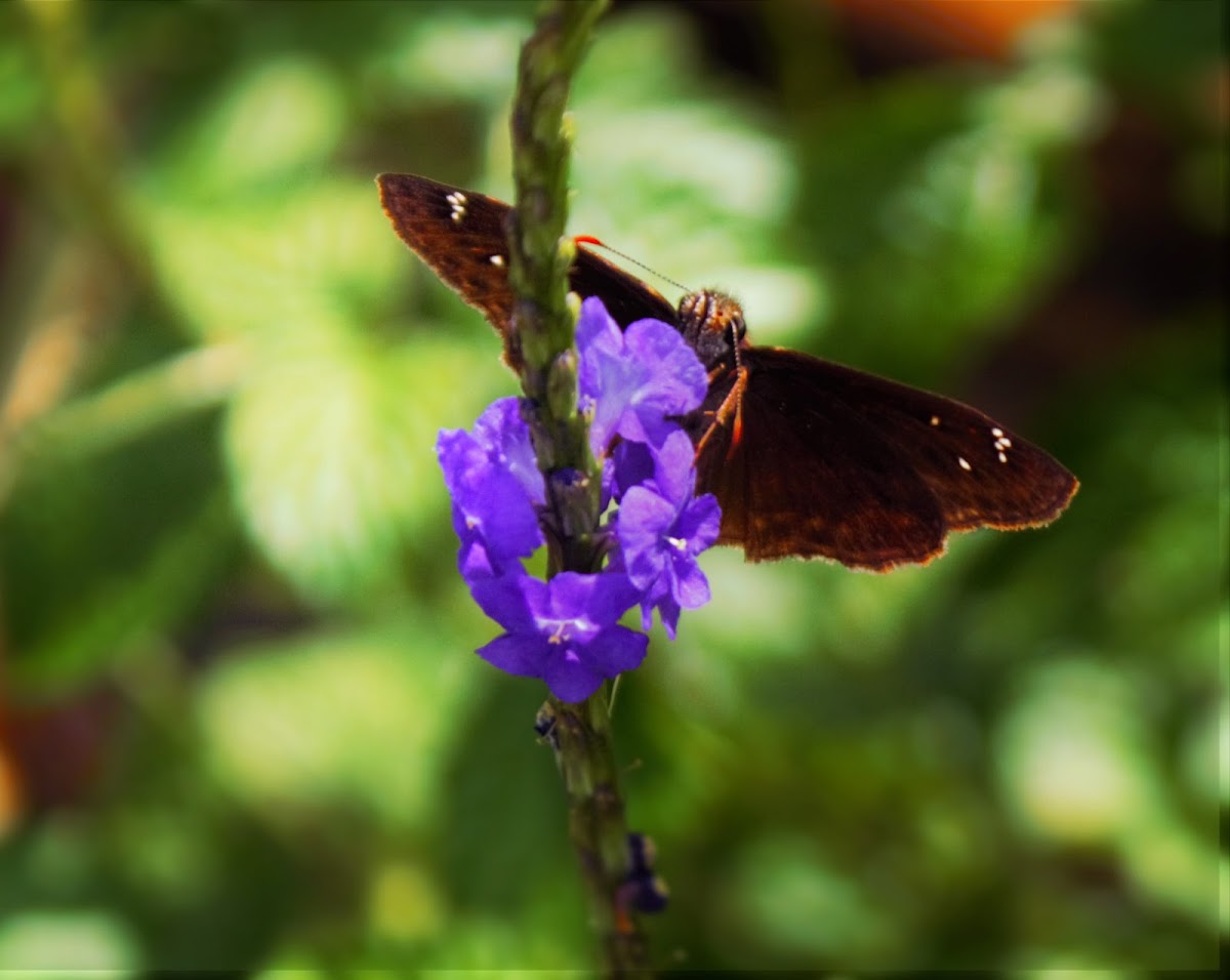 Horace's Duskywing  (Male)