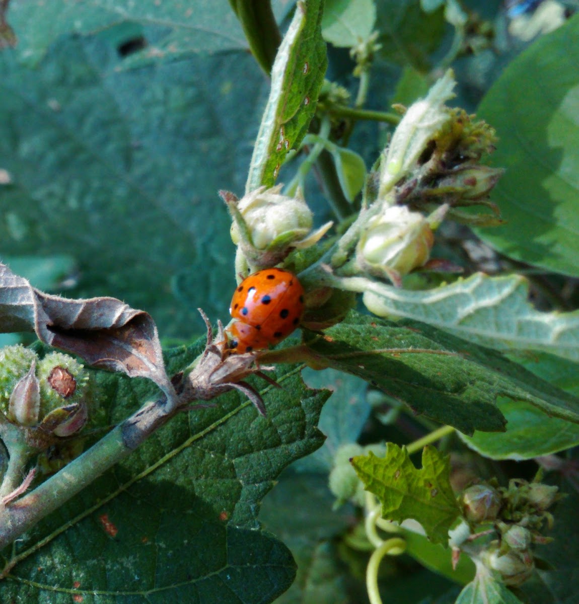 Orange Headed Ladybug