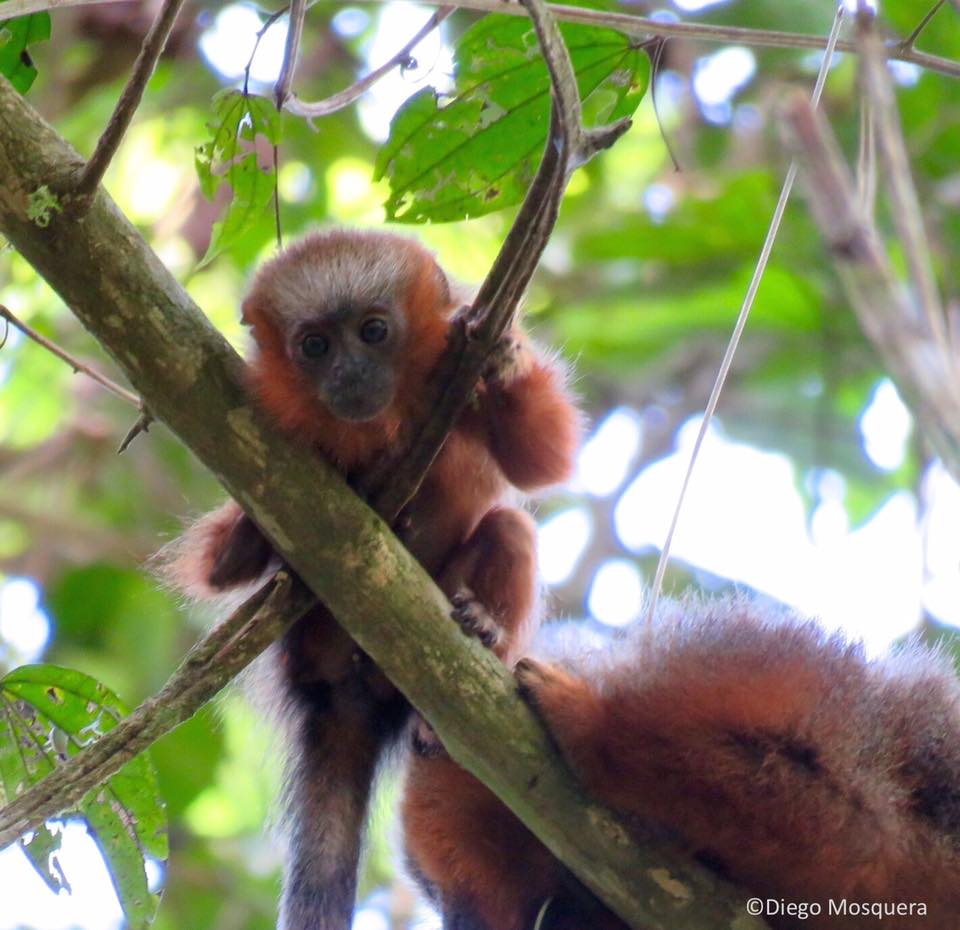 Red Titi Monkey