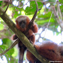 Red Titi Monkey