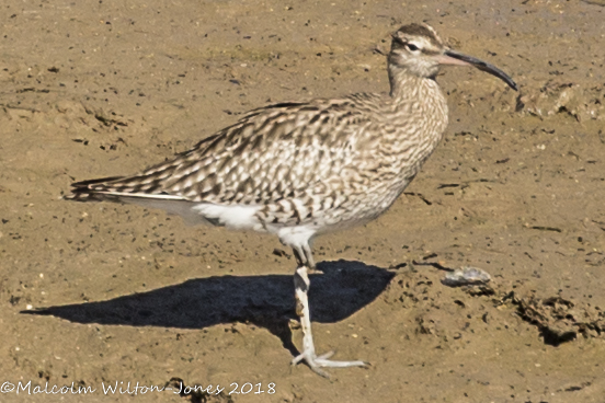 Whimbrel