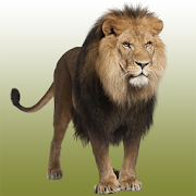 Lion sounds  Icon