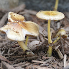 Yellow fieldcap