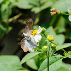 Odontoptilum angulata 角翅弄蝶