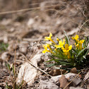 Puccoon