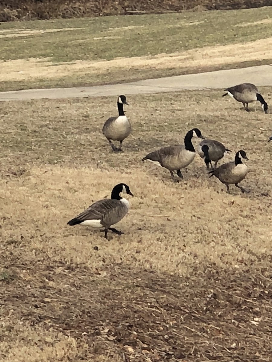 Male and Female Geese