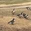 Male and Female Geese