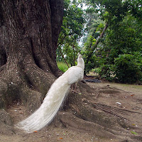 Pavone Bianco di FransuaR