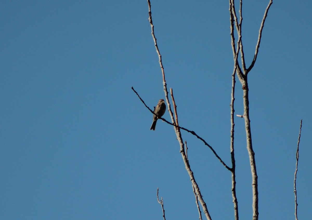 Corn Bunting