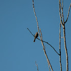 Corn Bunting