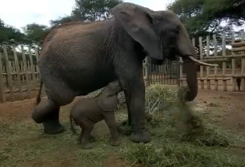 Murera allowing her baby Mwana to nurse.