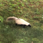 Hooded skunk