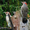 Yellow-shafted Flicker