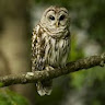 Owl Wallpapers icon