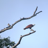 Brahminy Kite