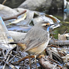 Bluethroat