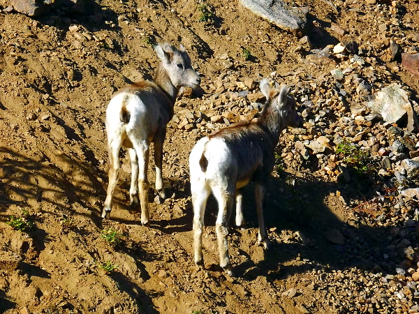 Bighorn Sheep